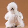 White-Silkie-2190-L.jpg