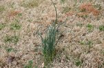 wild-onion-in-the-lawn.jpg