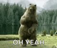 BearGIF.gif