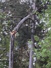 IMG_4324.jpeg