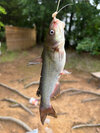 IMG_7802.jpeg