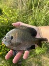 IMG_1176.jpeg