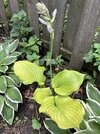 IMG_1479.jpeg