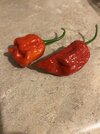 IMG_2176.jpeg