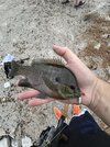 IMG_2251.jpeg