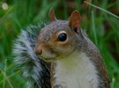Gray squirrel (Terry W. Johnson).jpg