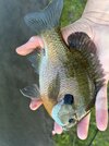 IMG_5398.jpeg