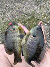 IMG_5579.jpeg