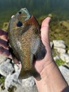 IMG_5639.jpeg