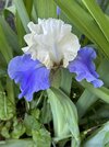 IMG_5631.jpeg