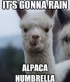 IMG_6239.jpeg