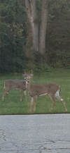 IMG_6403.png