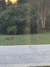 IMG_6397.jpeg