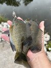 IMG_6598.jpeg