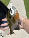 IMG_6582.jpeg