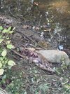 IMG_3569.jpeg
