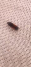 IMG_6718.jpeg