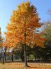 Tulip_Poplar_Tree_450_MAIN__74914.1540079248.jpg