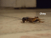 giphy - 2020-12-16T131233.373.gif